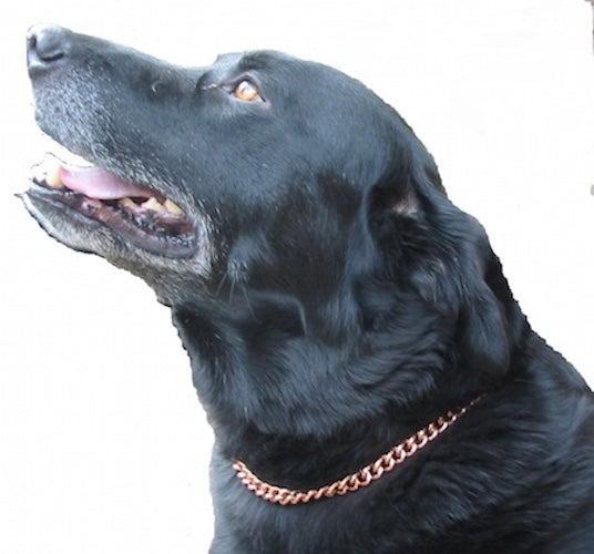 Copper Dog Collar Arthritis Relief SIZES AVAILABLE